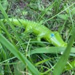 Little Friends Crocodile - Image 5