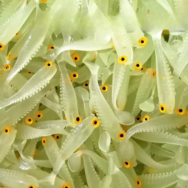10pcs Soft Luminous Fishing Lures Silicone Small Worm Lures Shaking Bait Luminous Bait Artificial Baits Carp Fishing Accessories - Image 6